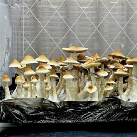 cubensis sporen|Magic Mushroom Spores: Cubensis + More. Shop at。